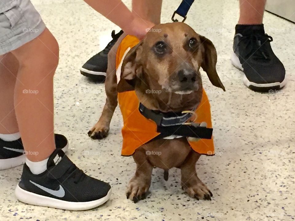 Child petting a Dachshund 