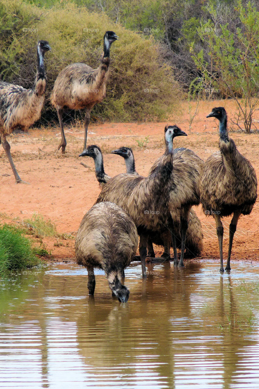 Australian Emus in Western Australia
