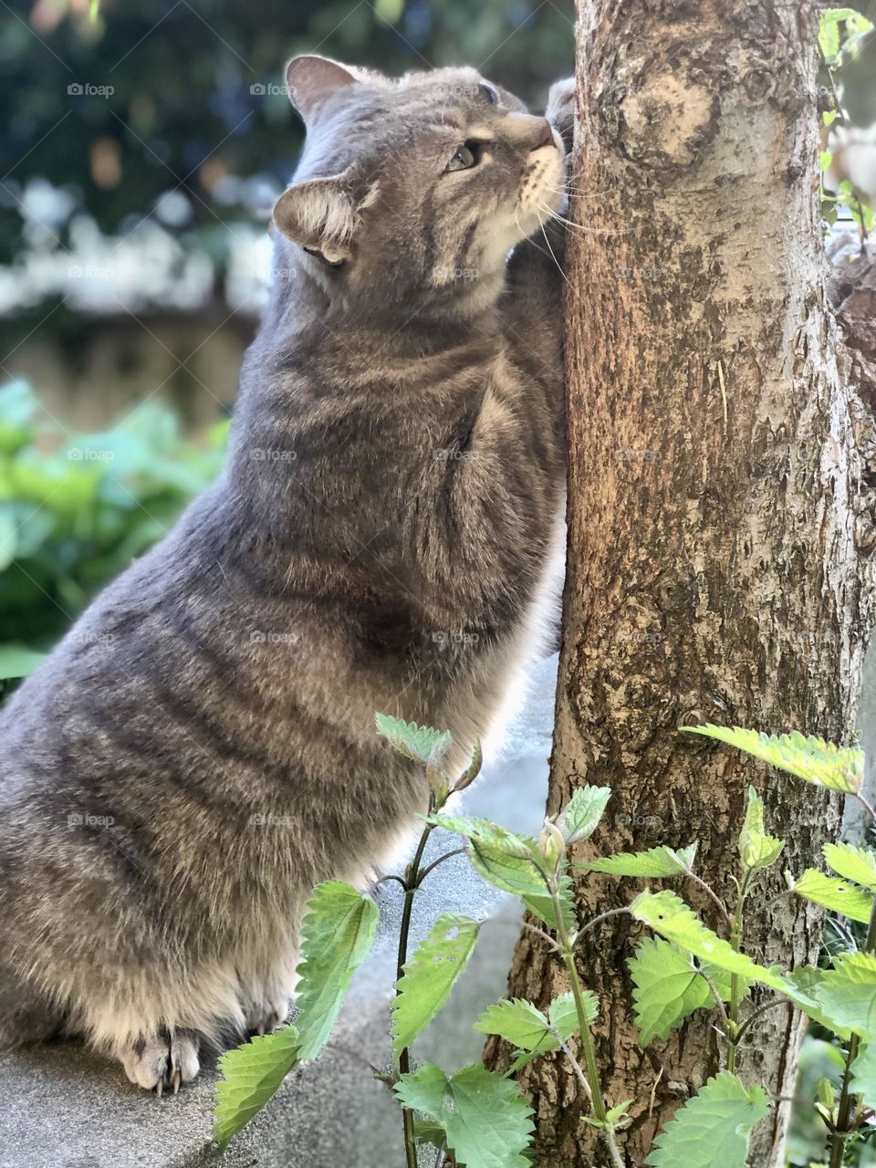 Gray domestic European doing his nail on the cortex of a tree trunk, cat in a garden 