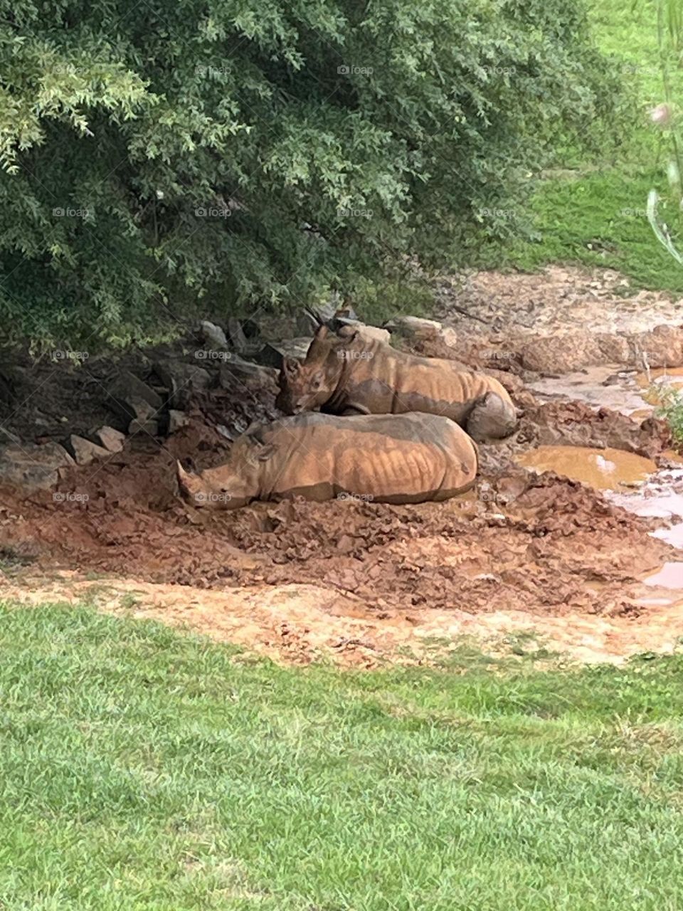 Keeping cool in a mud bath