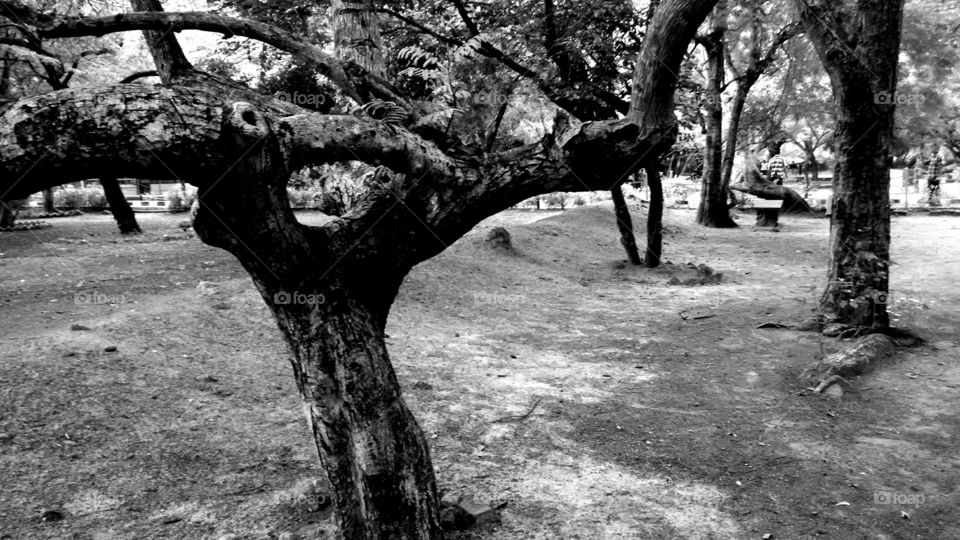 A tree. Tree in children's park, Guindy