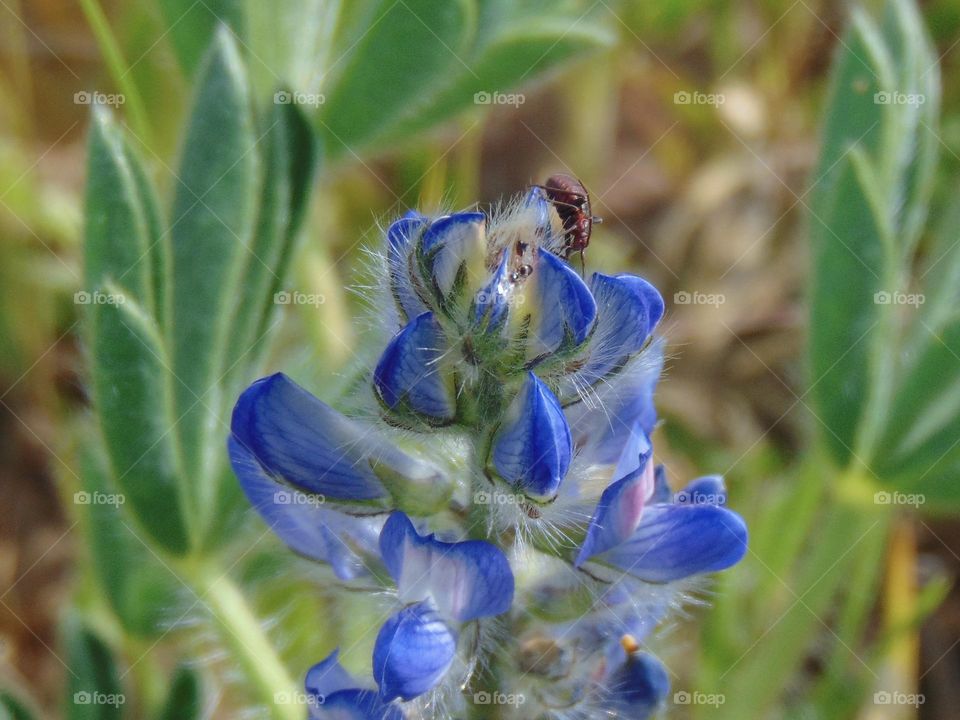 Just a lupine