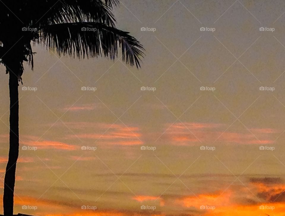 Palm tree sunset 2