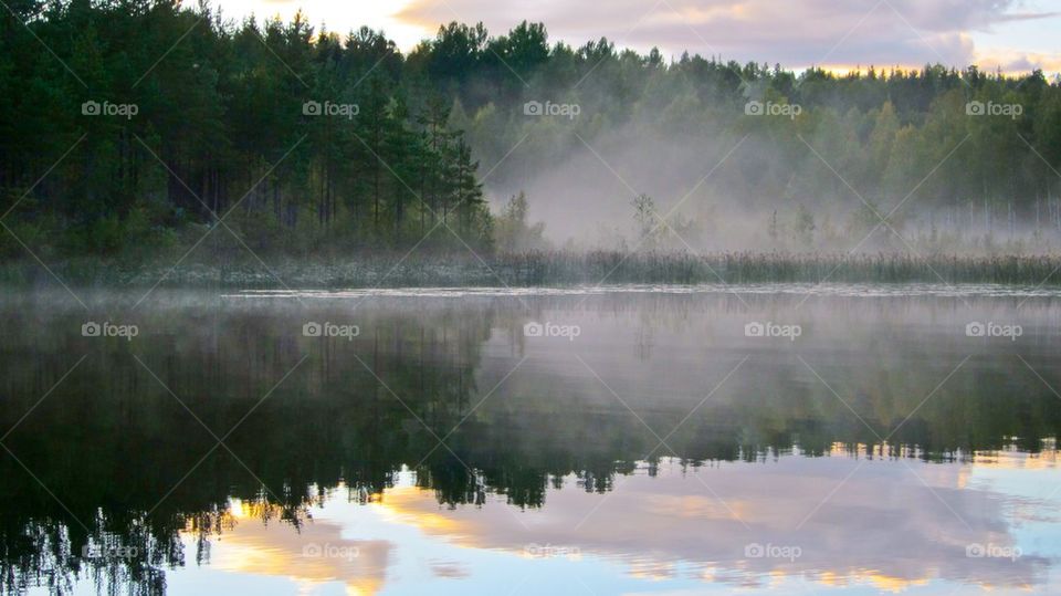 Trees reflecting on the lake