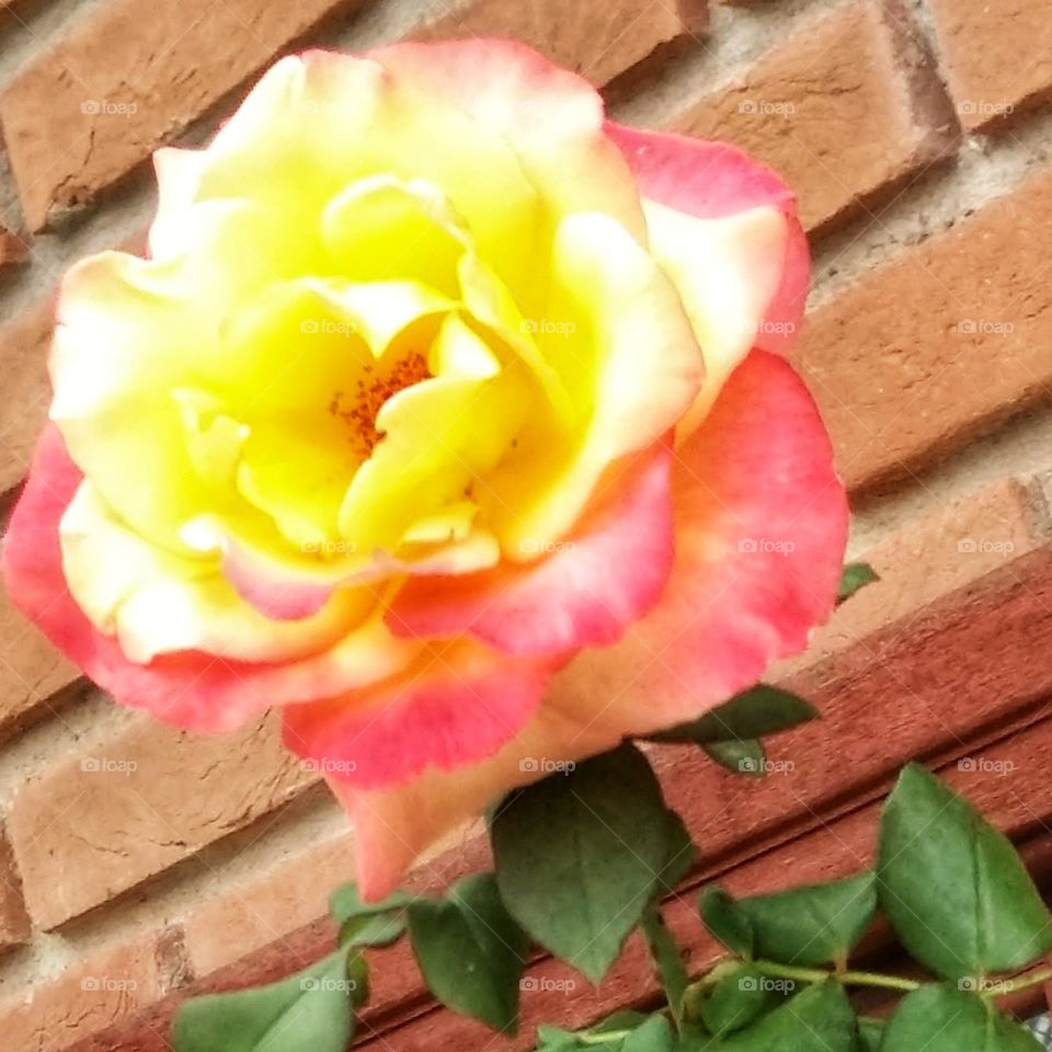 The rose is not always pink.  See how beautiful this rose is in gradient orange tones. Nature is amazing.