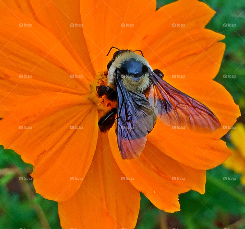 High angle view of bee on flower