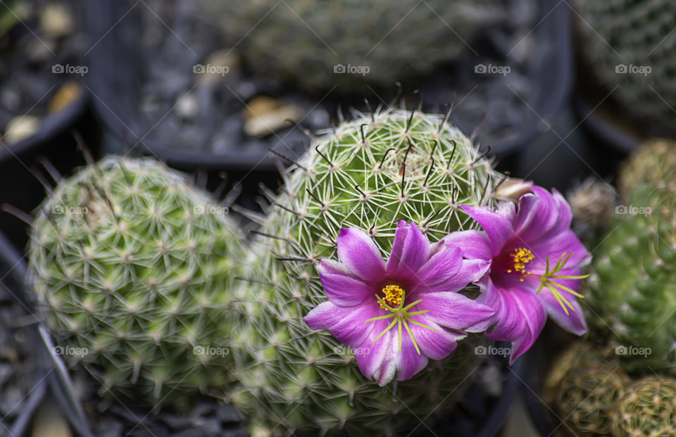 Pink flowers of castas That is blossoming in pots.