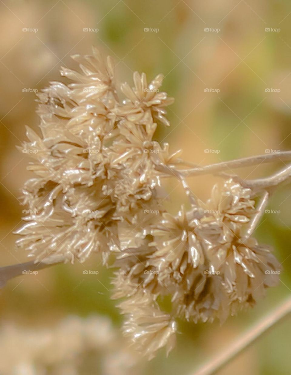 Tawny colored burrs on a bush in the winter season against a greenish tone background. 