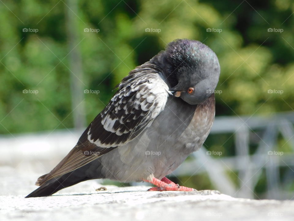 Pigeon