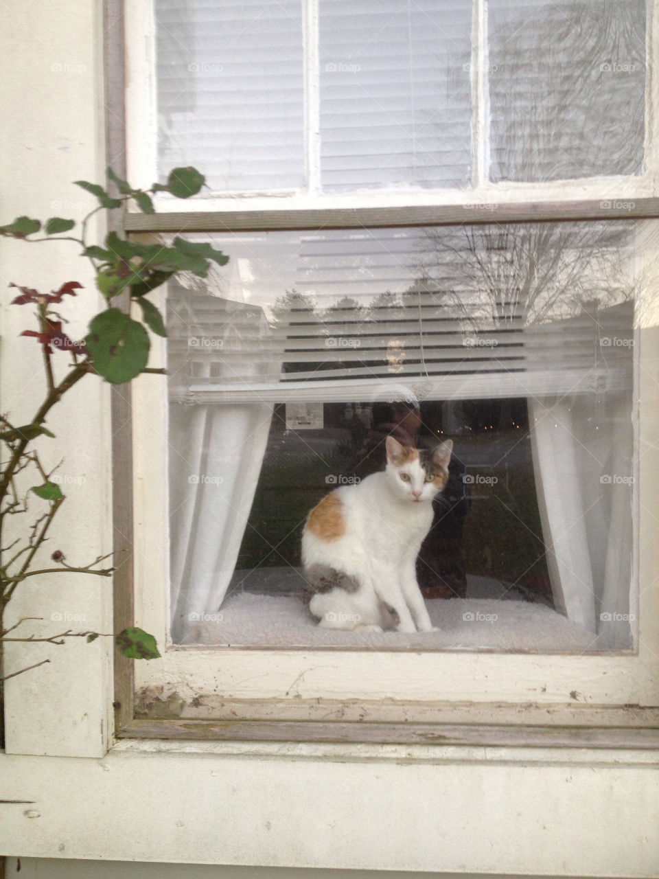 cat window calico by stevenmgus