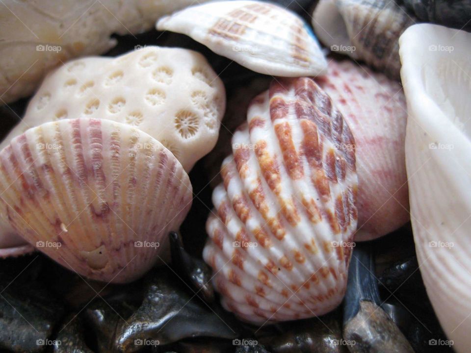 Collection of scallop seashells
