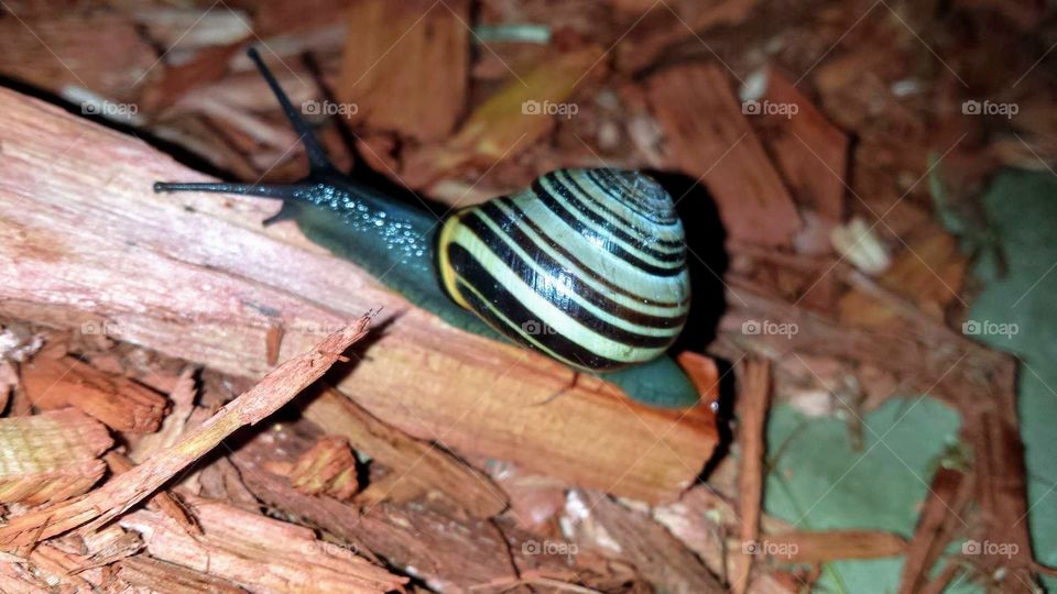 Snail with spiral shell on woodchip.