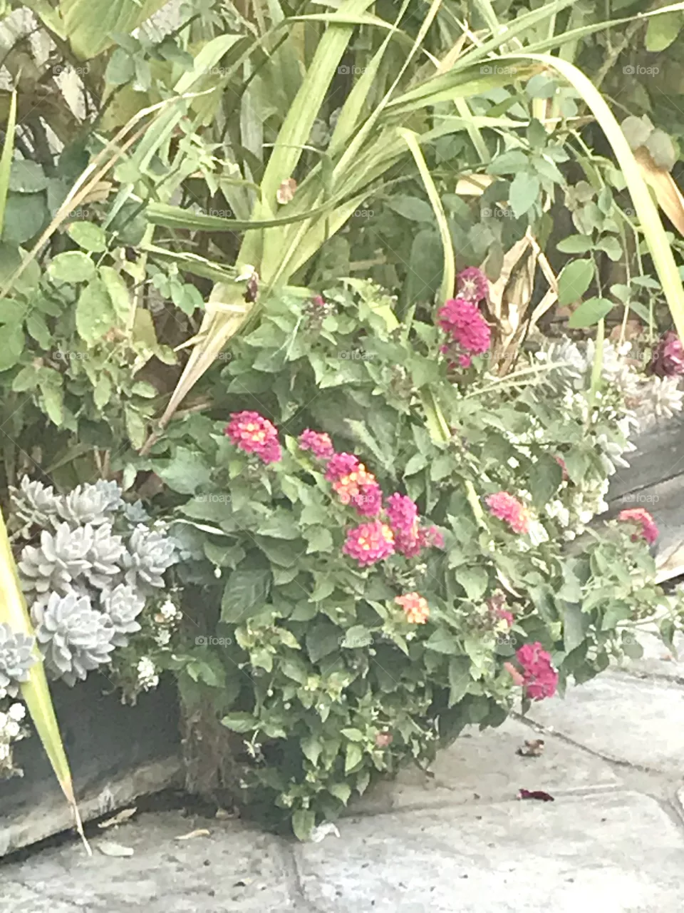 Lantana and succulents 