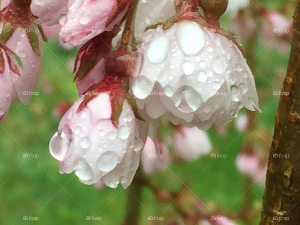 Rain dropped blossoms