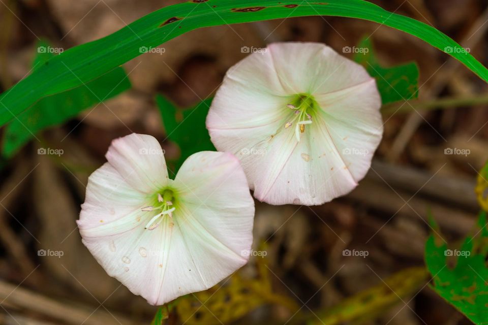 white flowers
