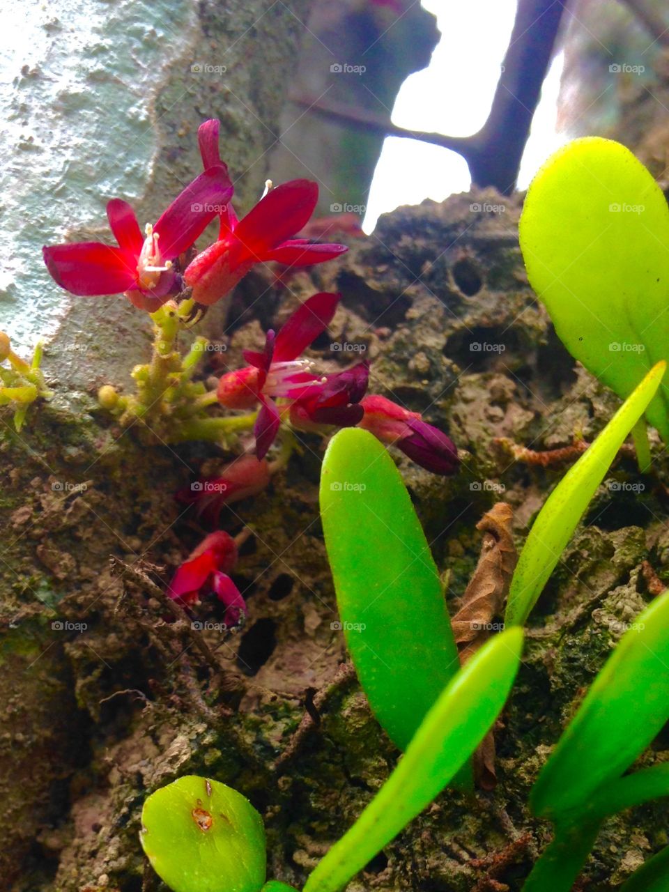 Red and green flower
