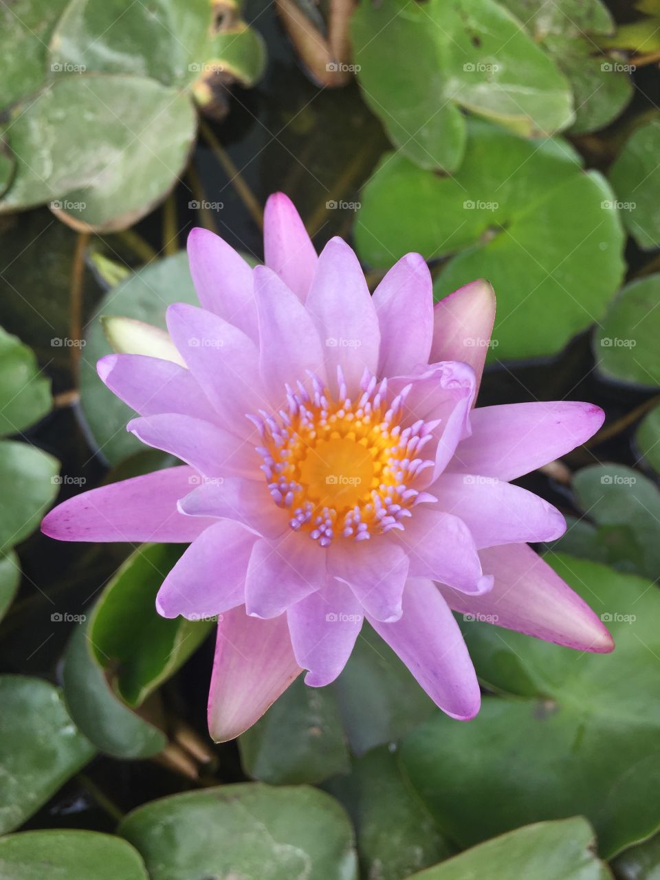 Nature, Flower, Leaf, Flora, Lotus