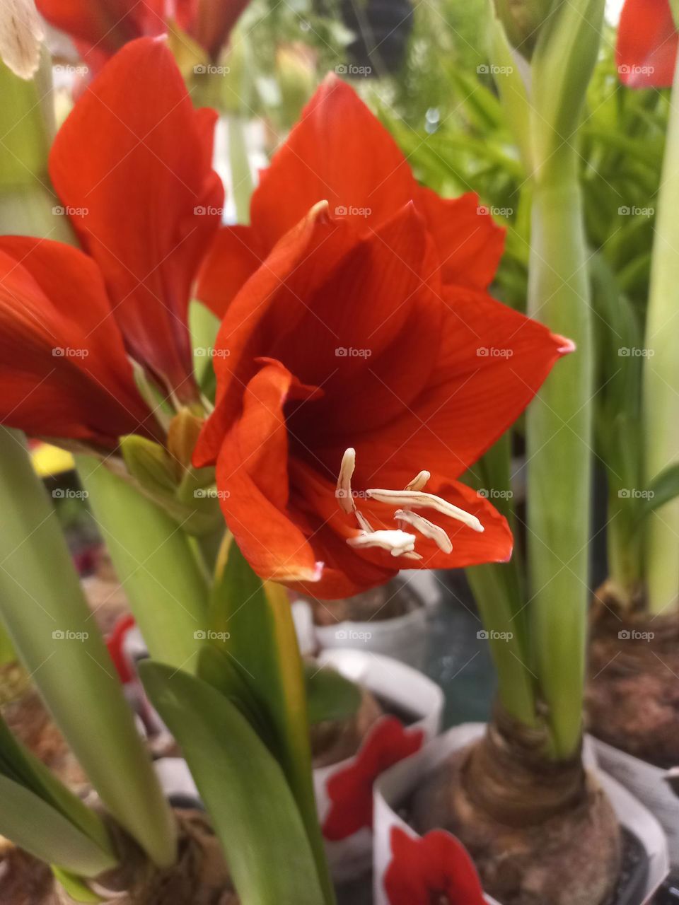 Flor  Amarilis  é uma espécie  com apelo ornamental. Tem flores, belas, grandes e coloridas, que representam  beleza e luminosidade.