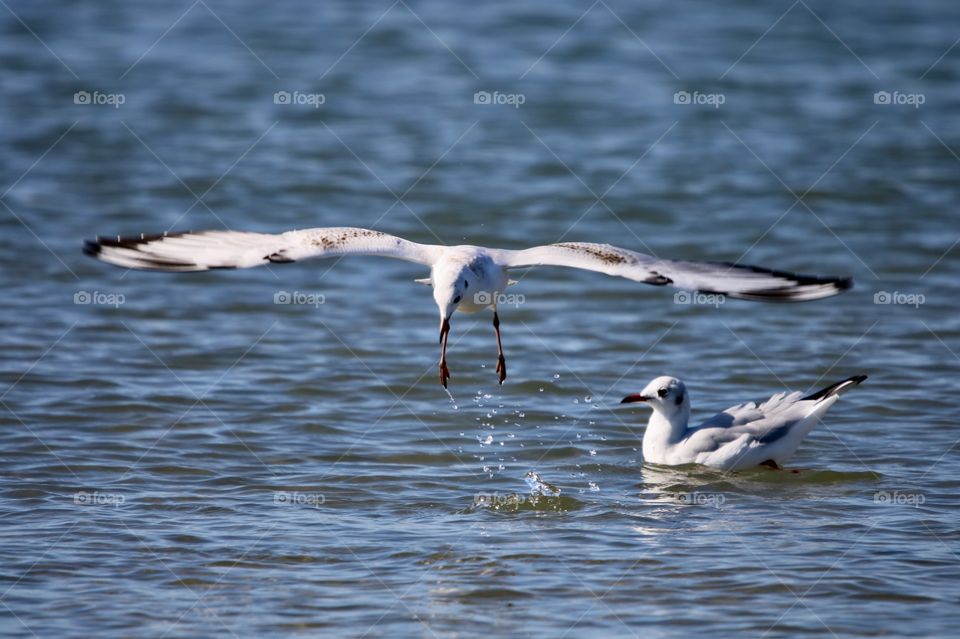 seagull in flight