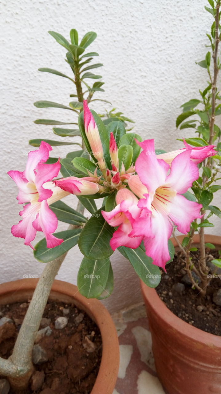 Pink potted plant
