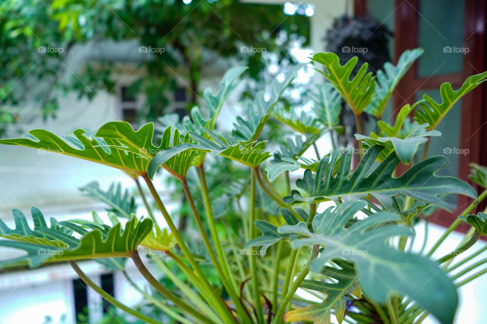 Portraits of a plant 