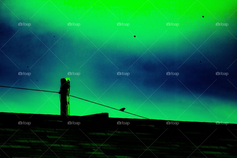 Lone bird perched up high