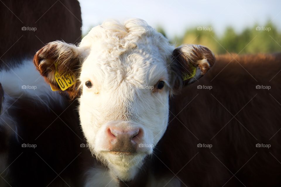 Cow, Cattle, Mammal, Livestock, Agriculture