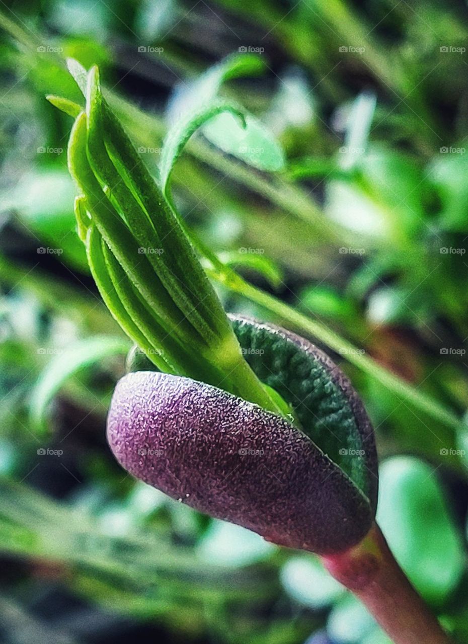 The beginning of a plant in macro