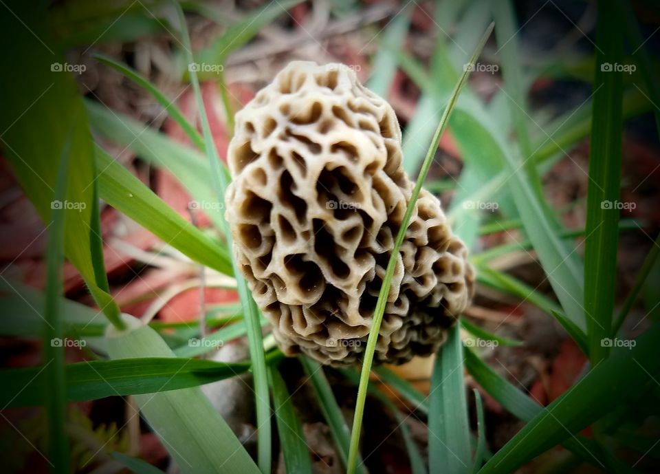 Found Morels in our Yard