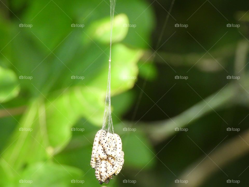 A group of caterpillars in a tree 