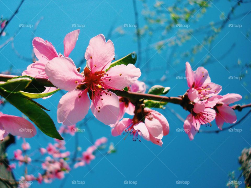 Pink flowers