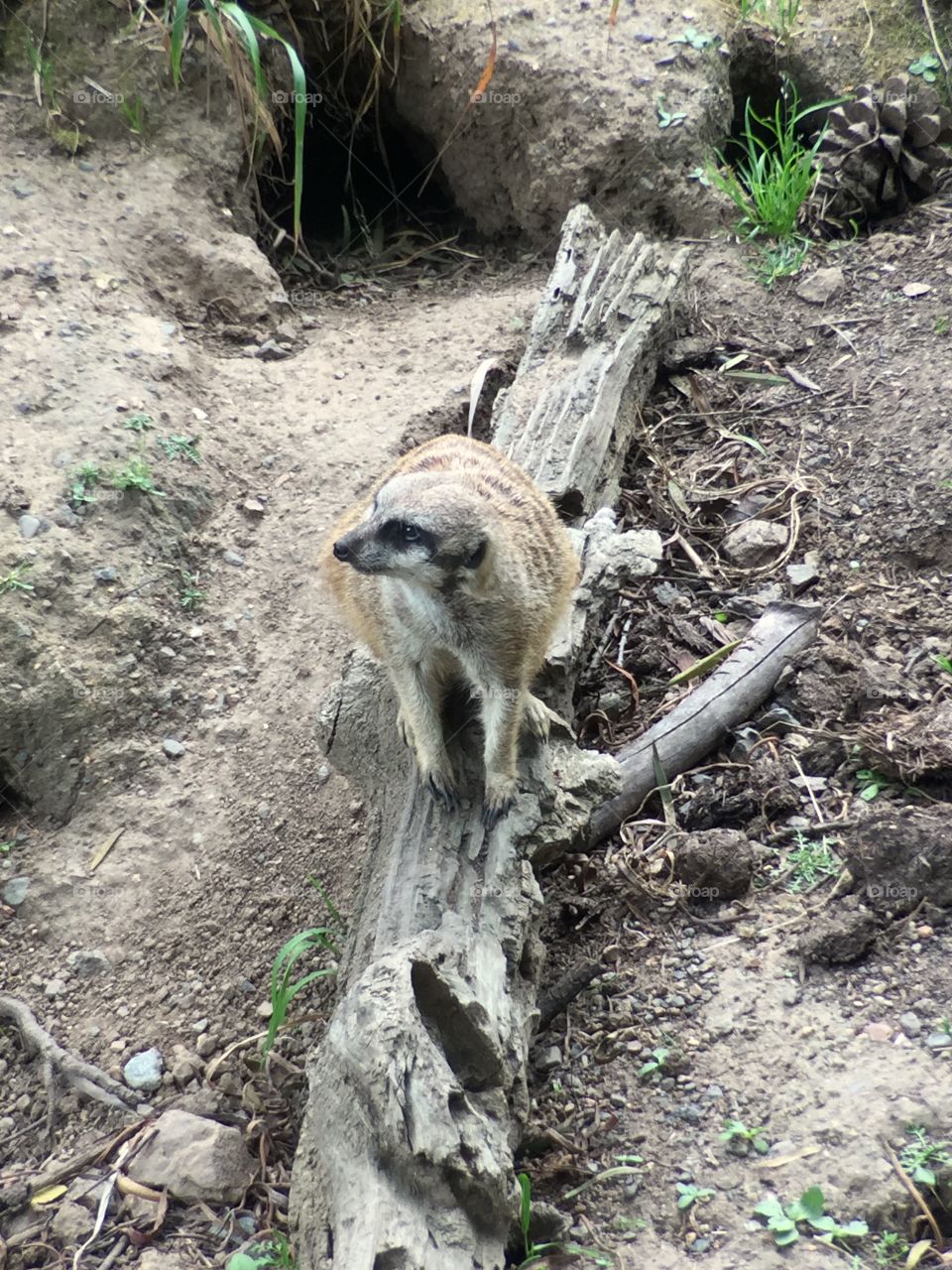 Meerkat