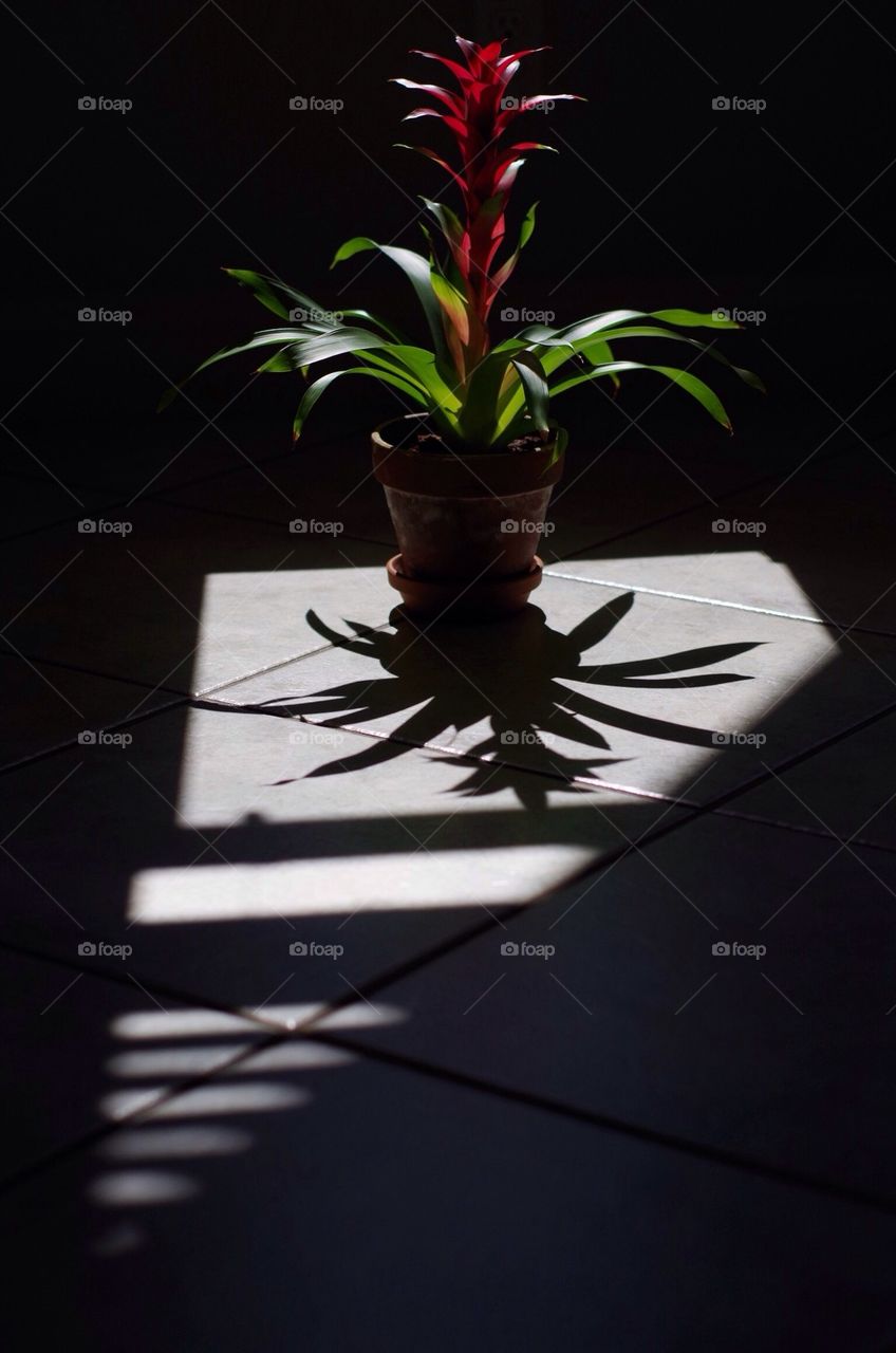 Bromeliad Shadow