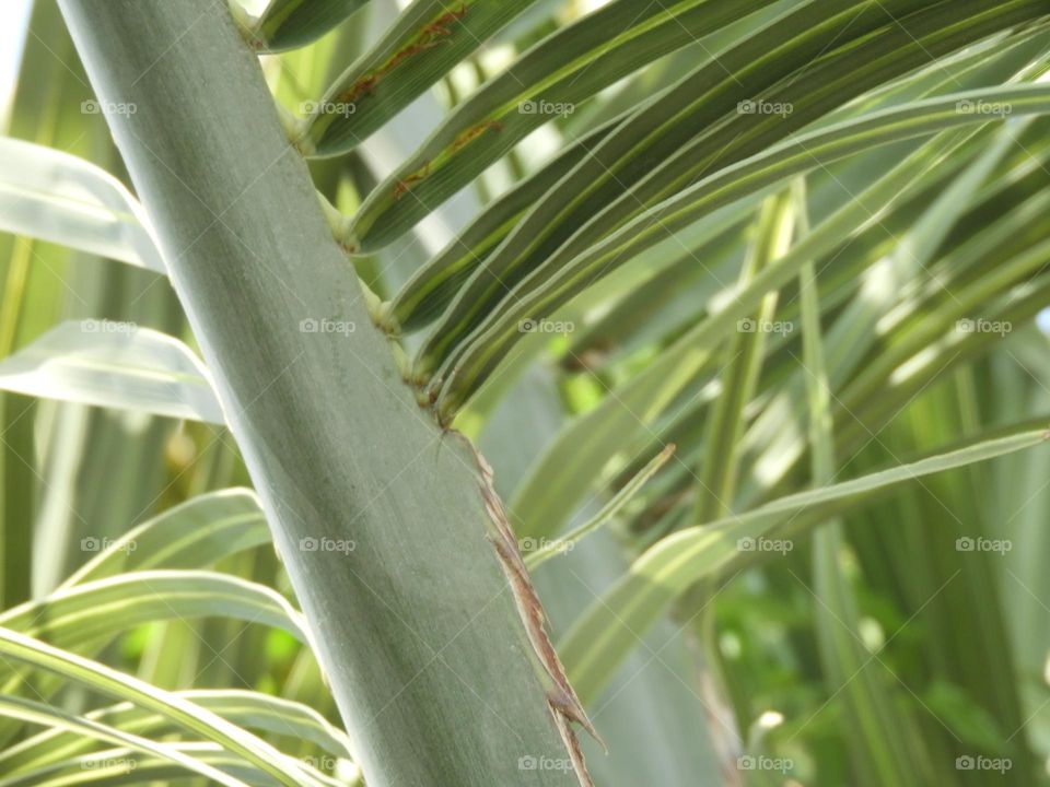 Naturaleza Plantas Jardín Verde Primavera Ramas