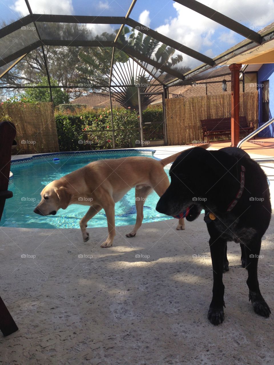 Dog party at pool