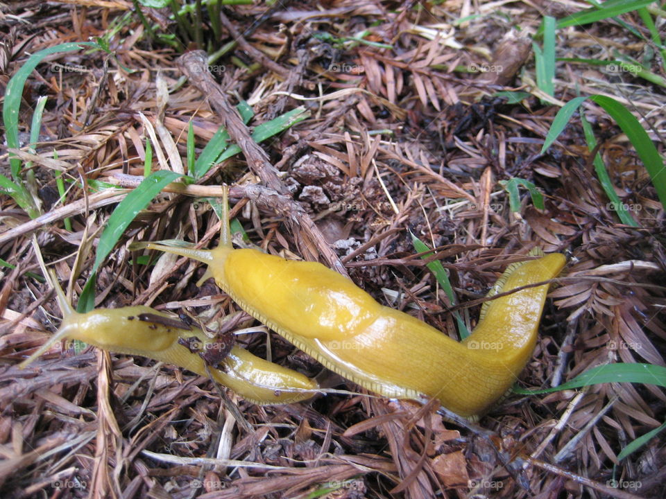 Banana slugs in macro