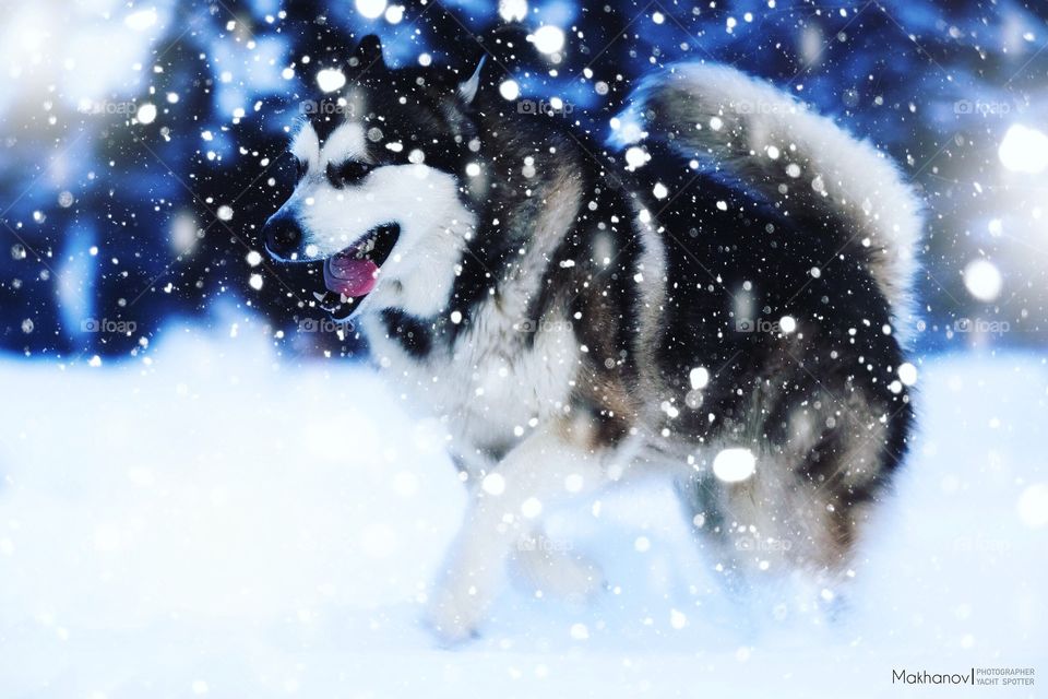 Snow dog 