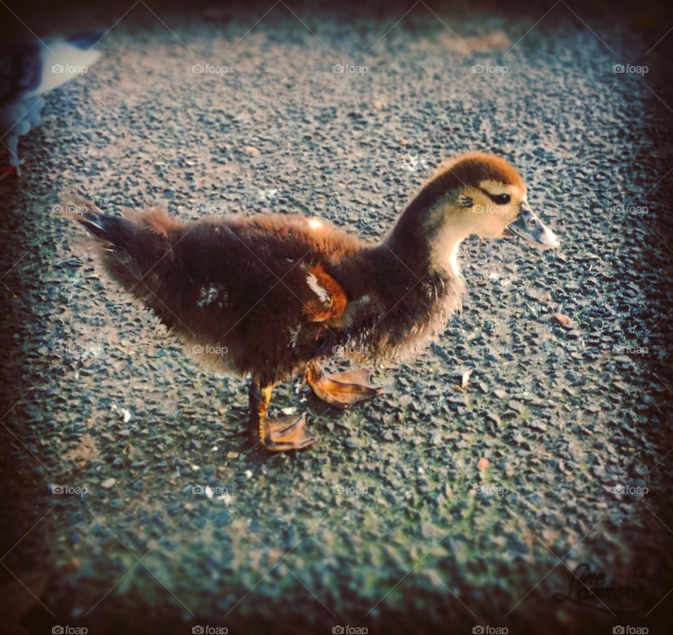 Achamos o patinho feio!
🐣 
Mas ele até que é bonitinho...
.
#natureza #fotografia #pato #filhote #photo