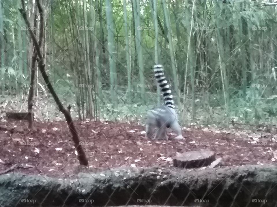 Ring tailed Lemur