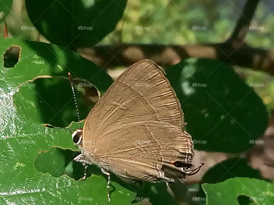 butterfly 2018-01-15 031 
#আমার_চোখে #আমার_গ্রাম #nature #butterfly #animalia #arthropoda #insecta #lepidoptera