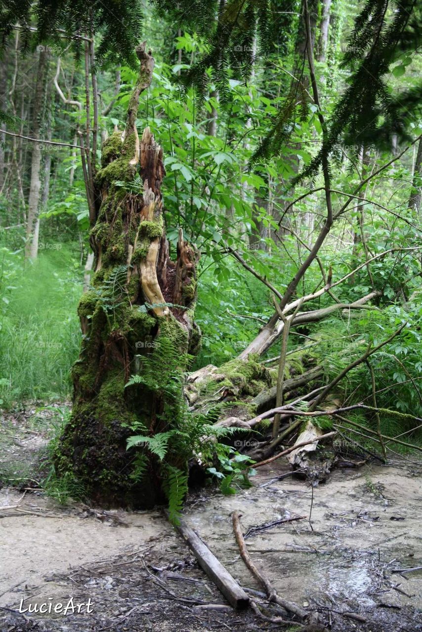 living tree stump