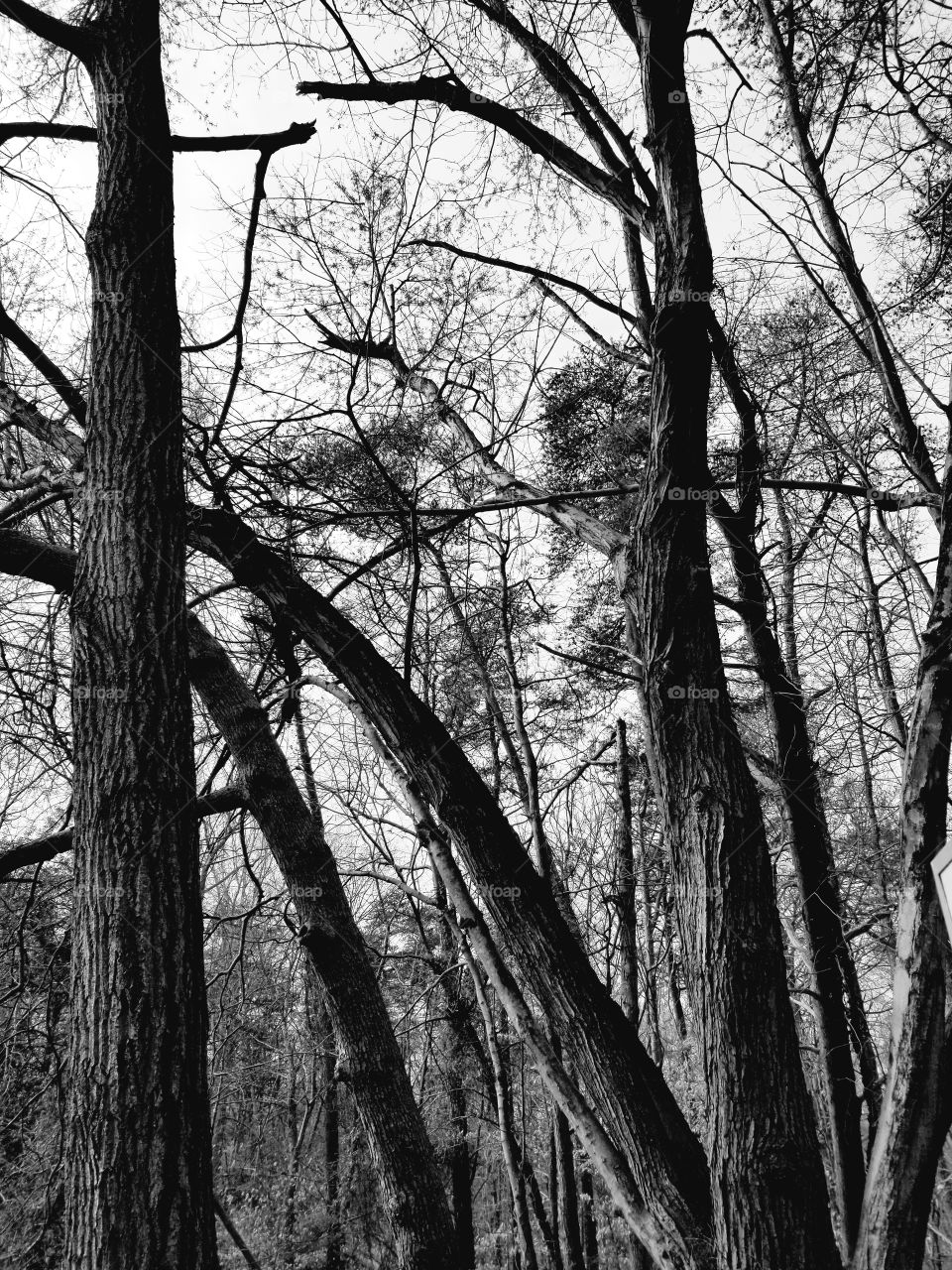 trees in black and white