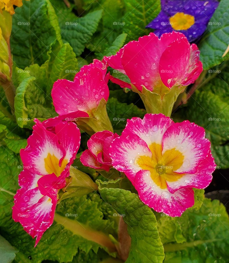 Pink Flowers in the Garden