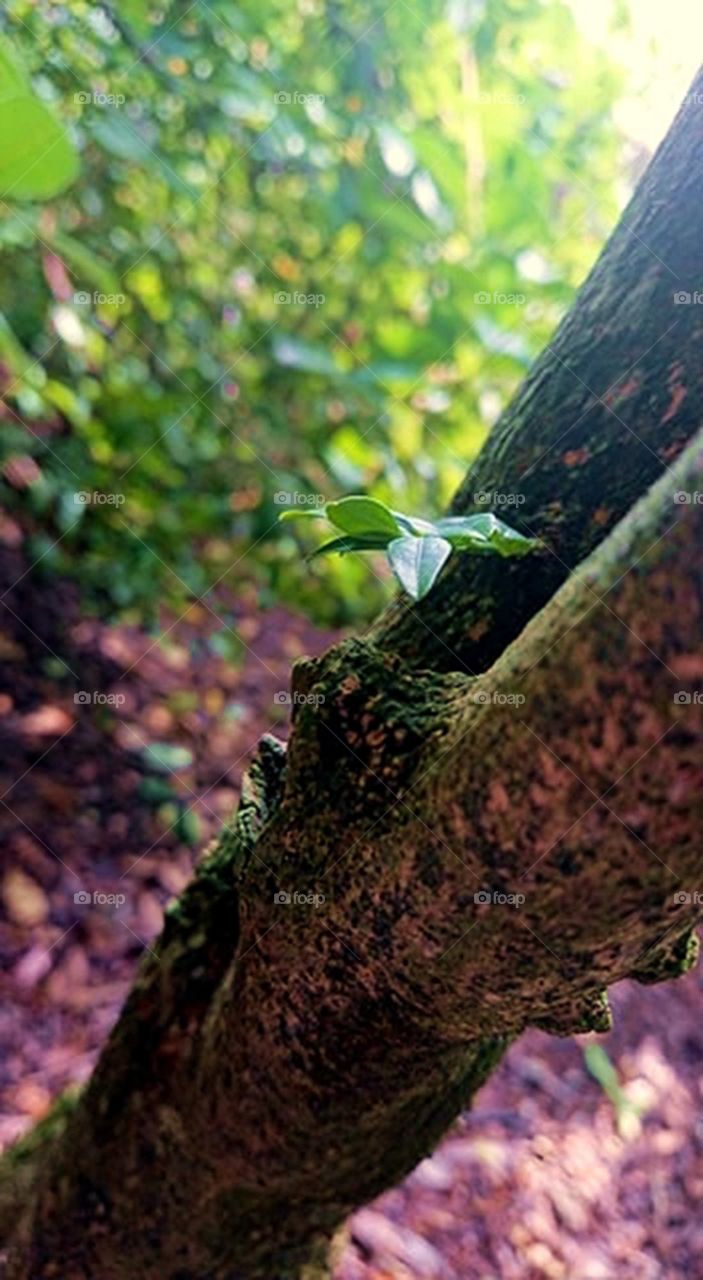 Small leaf on tree
