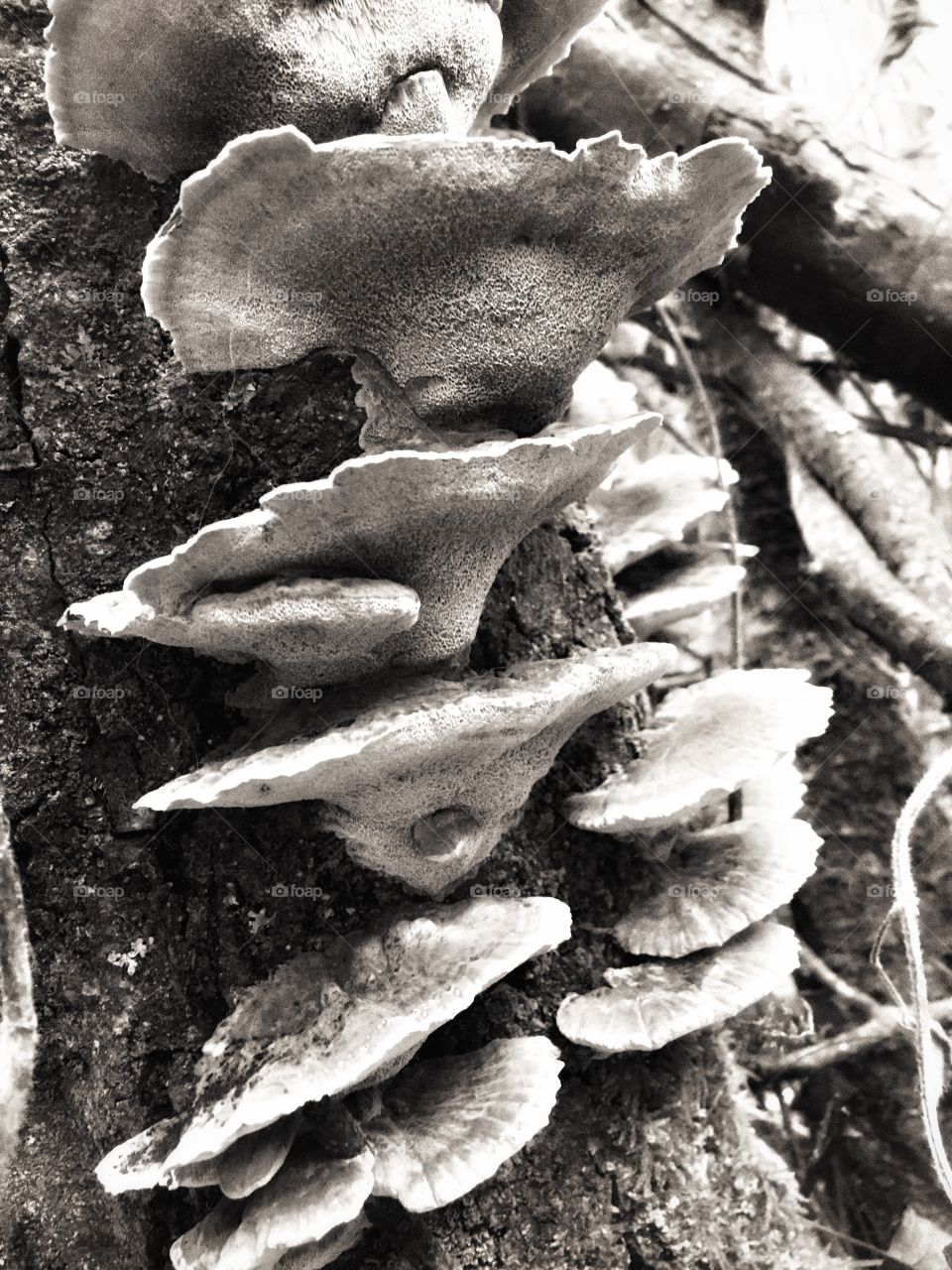 Black and white fungus 