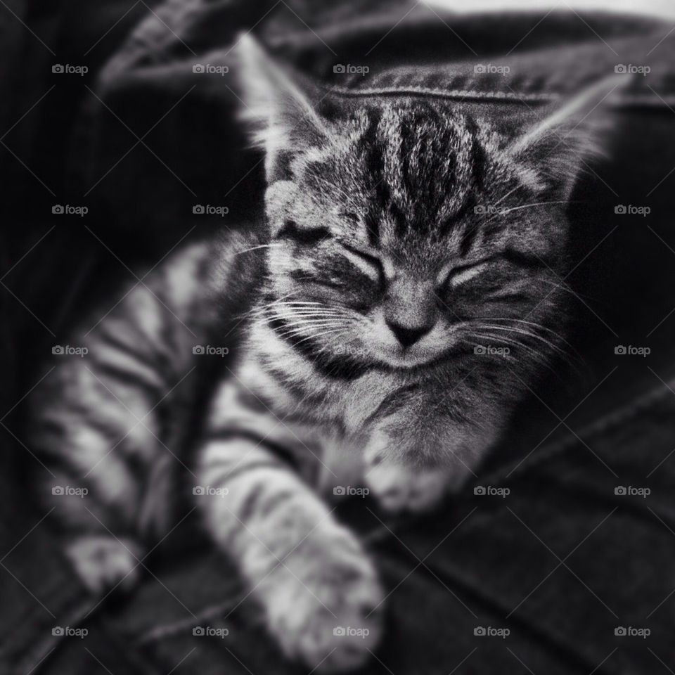 cute kitten puss purr by andy_southard