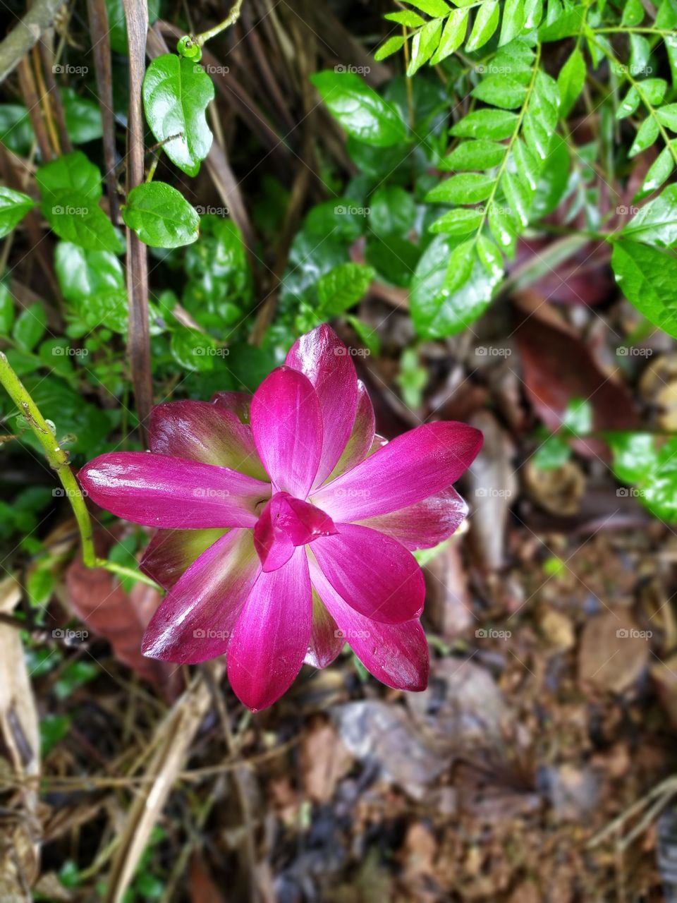 Rare Flower after Rain