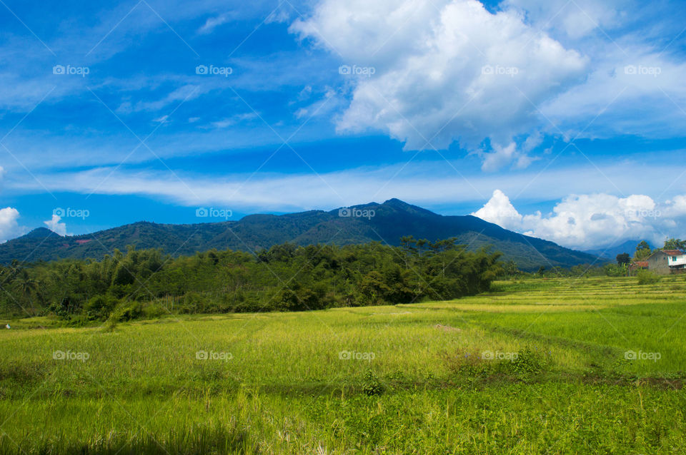 Grassy field against cloudy sky