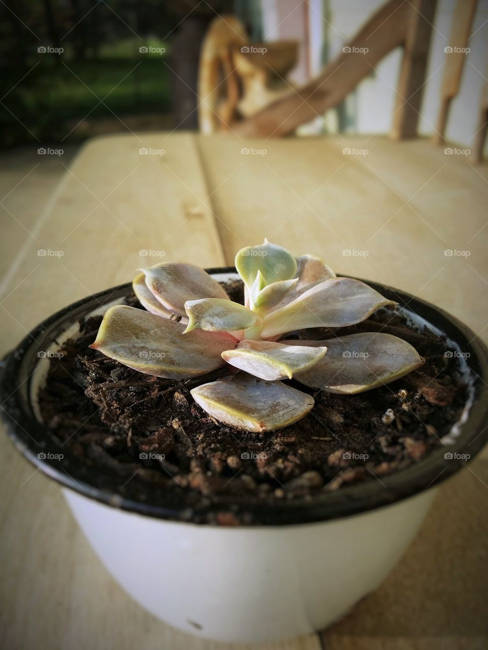 A single succulent hens and chickens plant in a tin cup outside on a wooden bench
