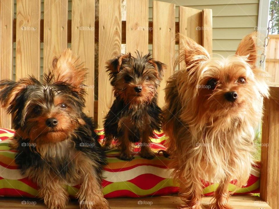 These three could be trouble, but look at the CUTENESS!